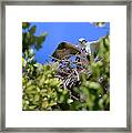 Ospreys Framed Print