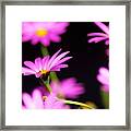 Osteospermum Framed Print