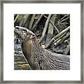 Otter Enjoying Spring Framed Print