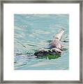 Otter Kiss Framed Print