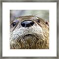 Otter Pop Framed Print