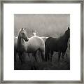 Out Of The Mist Framed Print