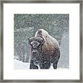 Out Of The Snow Framed Print