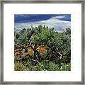 Out On The Mesa 3 Framed Print