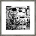 Out To Pasture Black And White Framed Print