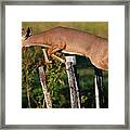 Over I Go In Cades Cove Framed Print