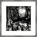 Over The Fence In Black And White Framed Print