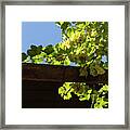 Overhead Grape Harvest - Summertime Dreams Of Fine Wine Framed Print