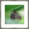 Owl Butterfly Hanging Framed Print