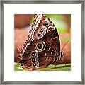 Owl Butterfly Portrait Framed Print