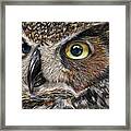 Owl Eyes Framed Print