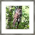 Owl In The Forest Framed Print