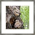 Owlets Framed Print