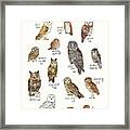Owls Framed Print