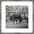 Ox Cart Guam 1907 Framed Print
