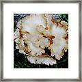 Oyster Mushroom Framed Print