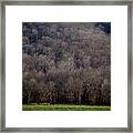 Ozarks Trees Framed Print