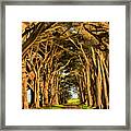 Pacific Coast Cypress Tunnel Framed Print