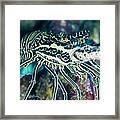 Pacific Lobster Yap Framed Print