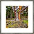 Pacific Madrone Tree Framed Print