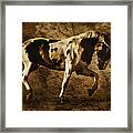 Paint Horse Framed Print