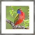 Painted Bunting Singing 2 Framed Print