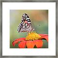 Painted Lady 2017-3 Framed Print