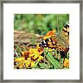 Painted Lady On Zinnia Framed Print