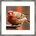 Painted Male Finch Framed Print
