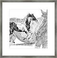 Painted Passion - Paint Horse Art Print Framed Print