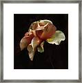 Painted Roses Framed Print