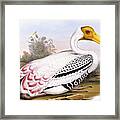 Painted Stork Framed Print