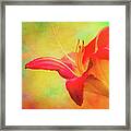 Painted Tammas Daylily Framed Print