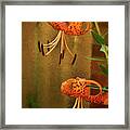 Painted Tigers Framed Print