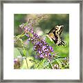 Painterly Giant Swallowtail Framed Print