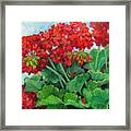 Painting Of Red Geraniums Framed Print