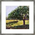 Painting Of Sunlit Meadow Framed Print