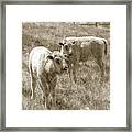 Pair Of Baby Buffalos Framed Print