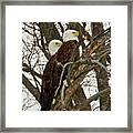 Pair Of Bald Eagles 0740 Framed Print