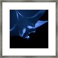 Pair Of Manta Rays Framed Print