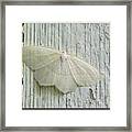 Pale Beauty Moth Framed Print