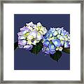 Pale Pink And Blue Hydrangea Framed Print