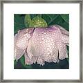 Pale Pink Peony In The Rain Framed Print