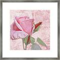 Pale Pink Rose Framed Print