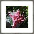 Pale Pink Tropical Flower With Spikes Framed Print