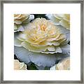 Pale Yellow Roses Framed Print