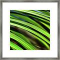 Palm Abstract By Kaye Menner Framed Print