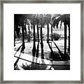 Palm Bosque At Dusk Framed Print