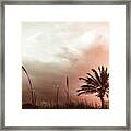 Palm Fence Delray Beach Florida Framed Print