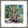 Palm Florida Lake Framed Print